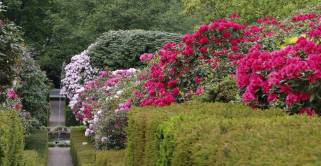 Rhododendron