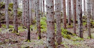Skog